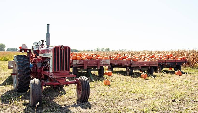 Old fashioned tractor in the fields at Keil's Produce and Greenhouse in Swanton Ohio